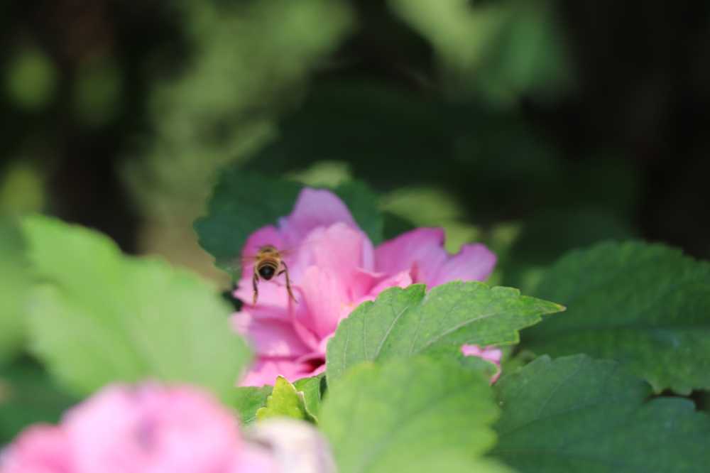 花与蜜蜂