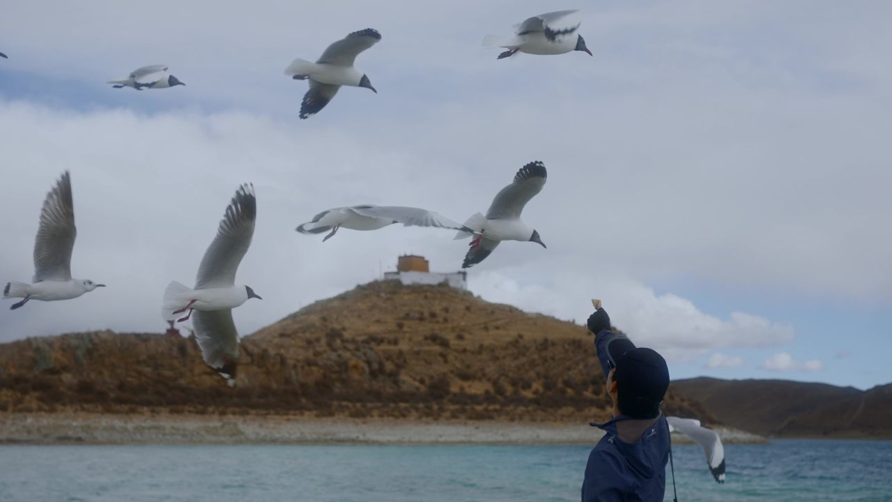 男人在羊卓雍措湖边喂海鸥