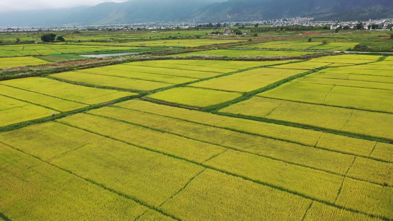 麦田