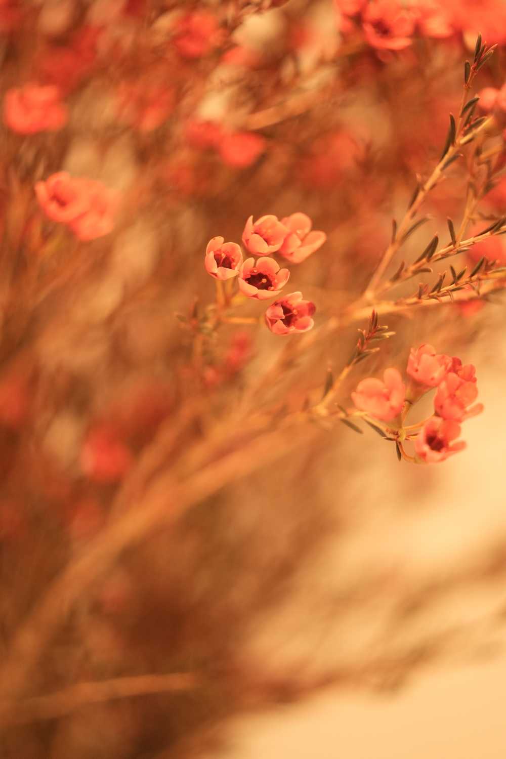 澳洲腊梅特写