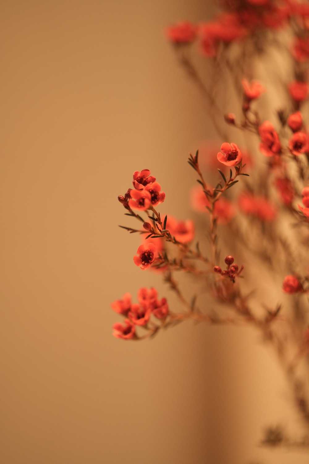 澳洲腊梅特写