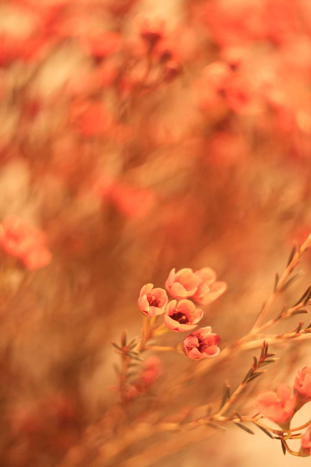 澳洲腊梅特写