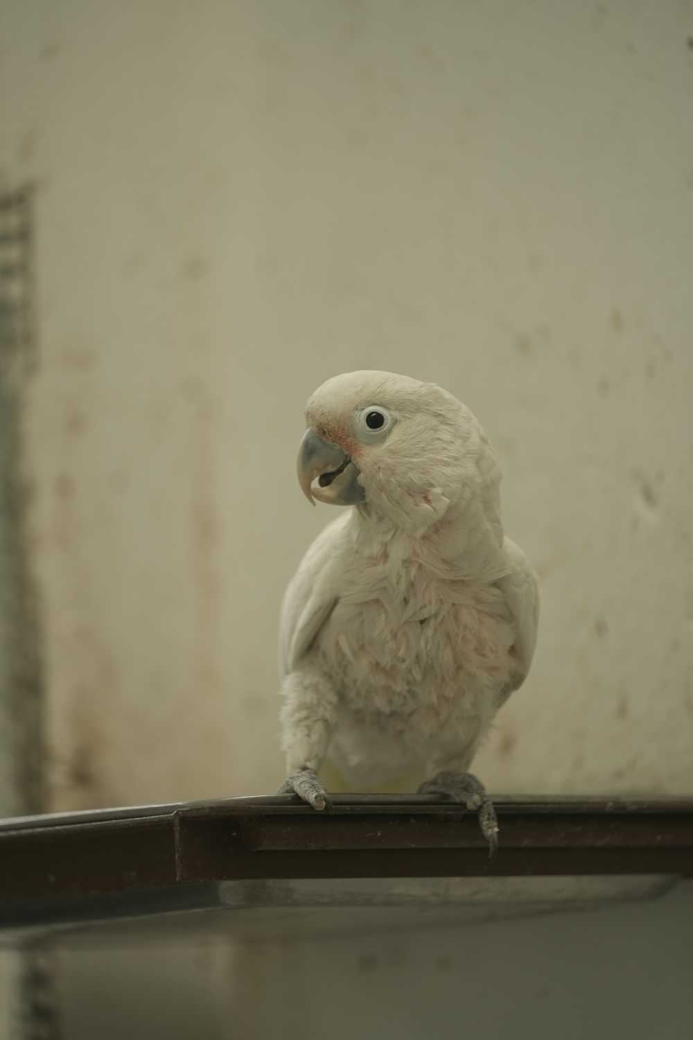 鹦鹉