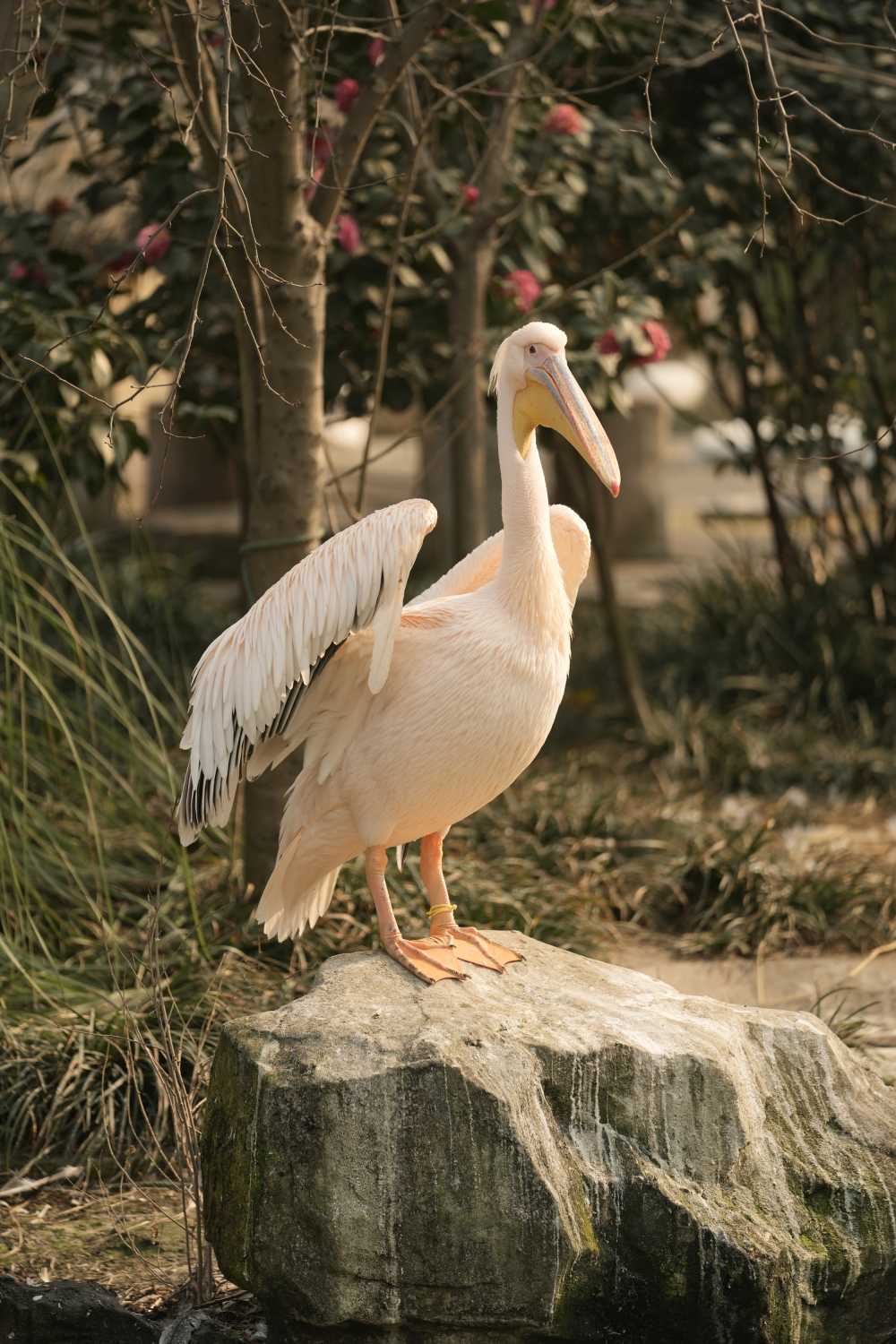 鹈鹕