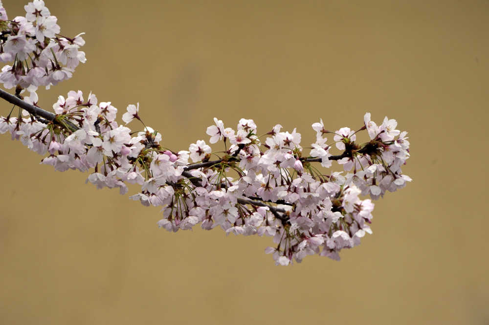 樱花枝条