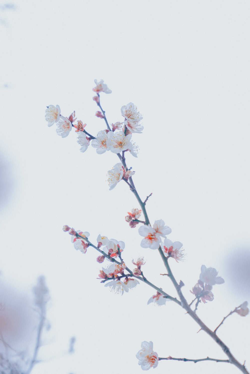 春梅
