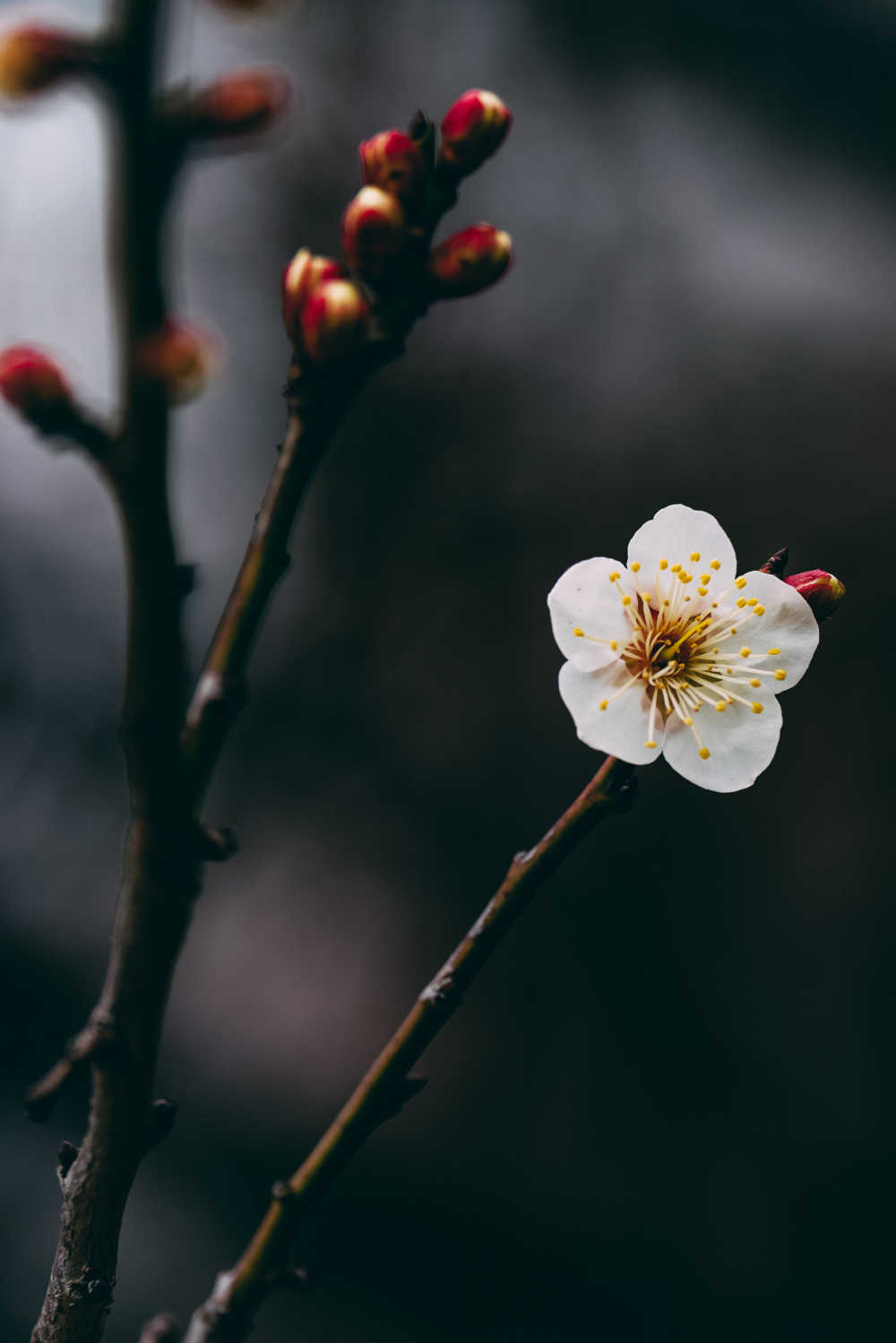 春梅