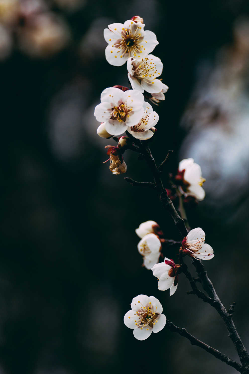 春梅