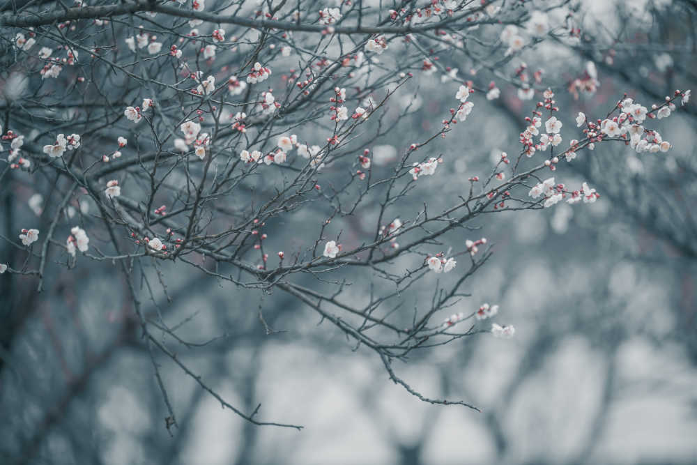 春梅
