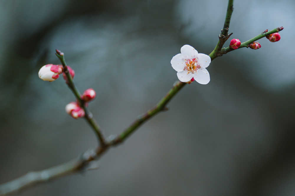 春梅