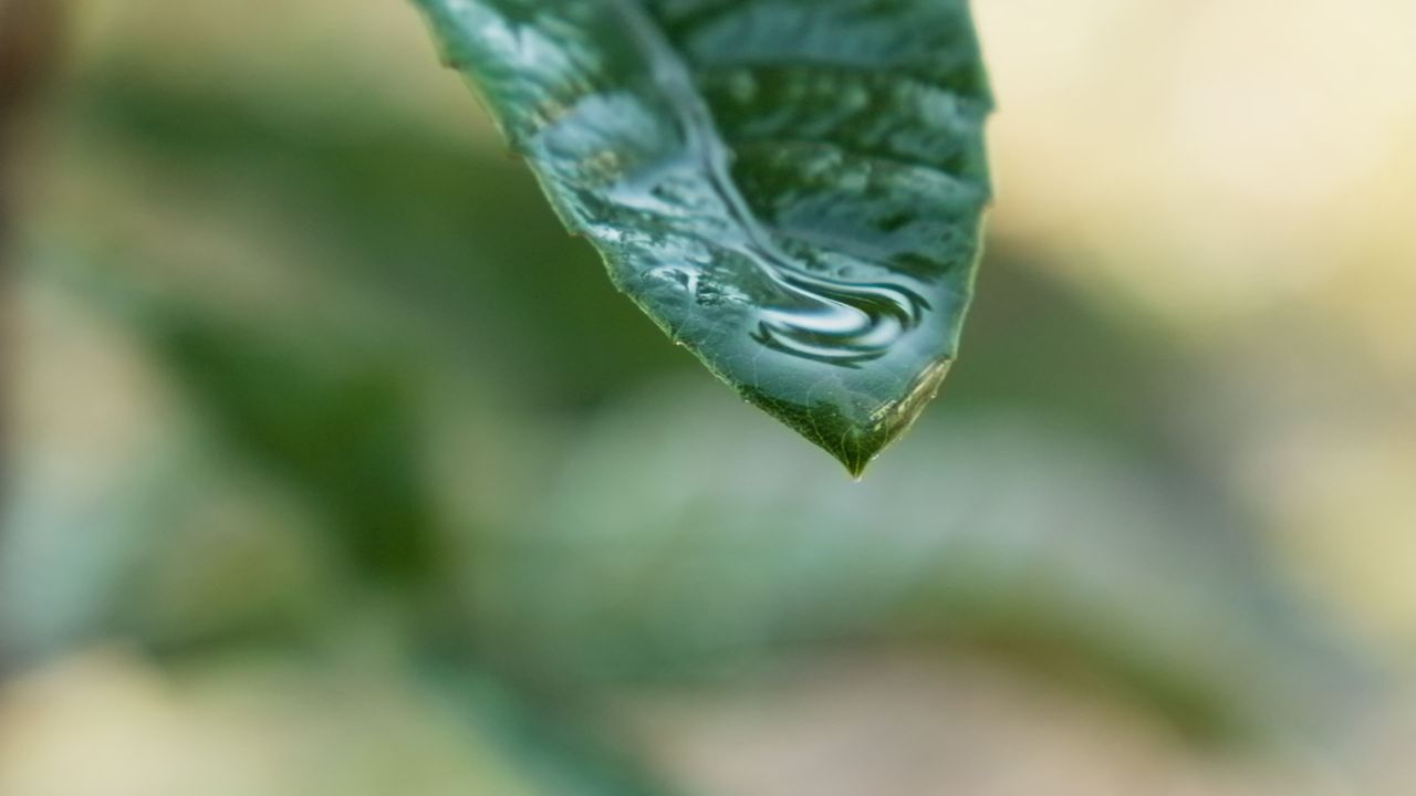 树叶水滴慢镜头升格4K实拍空镜