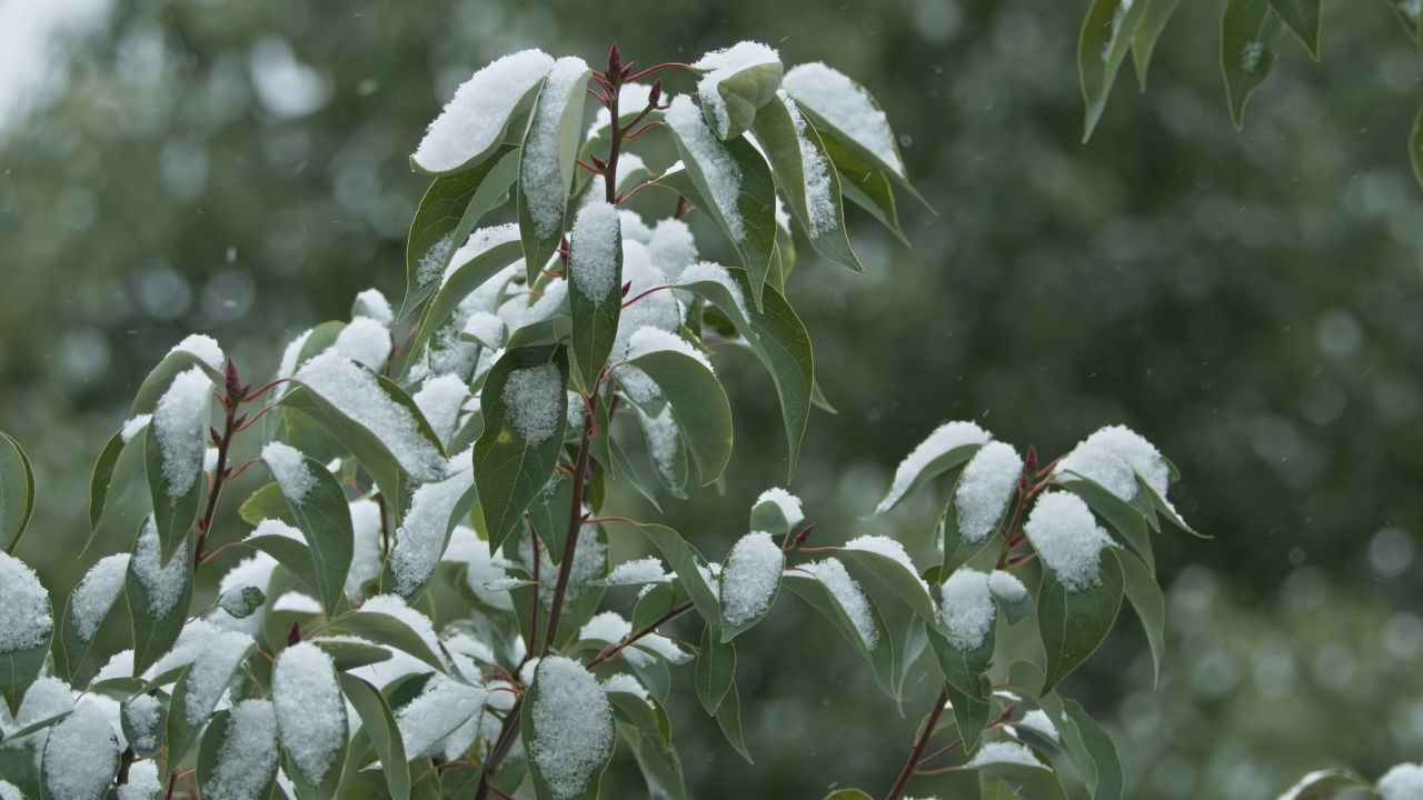 下雪慢镜头升格4K实拍空镜