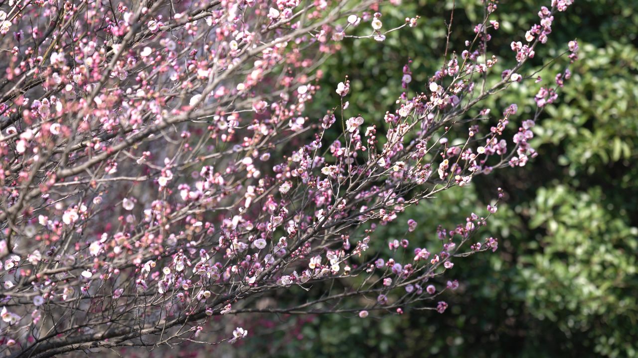 梅