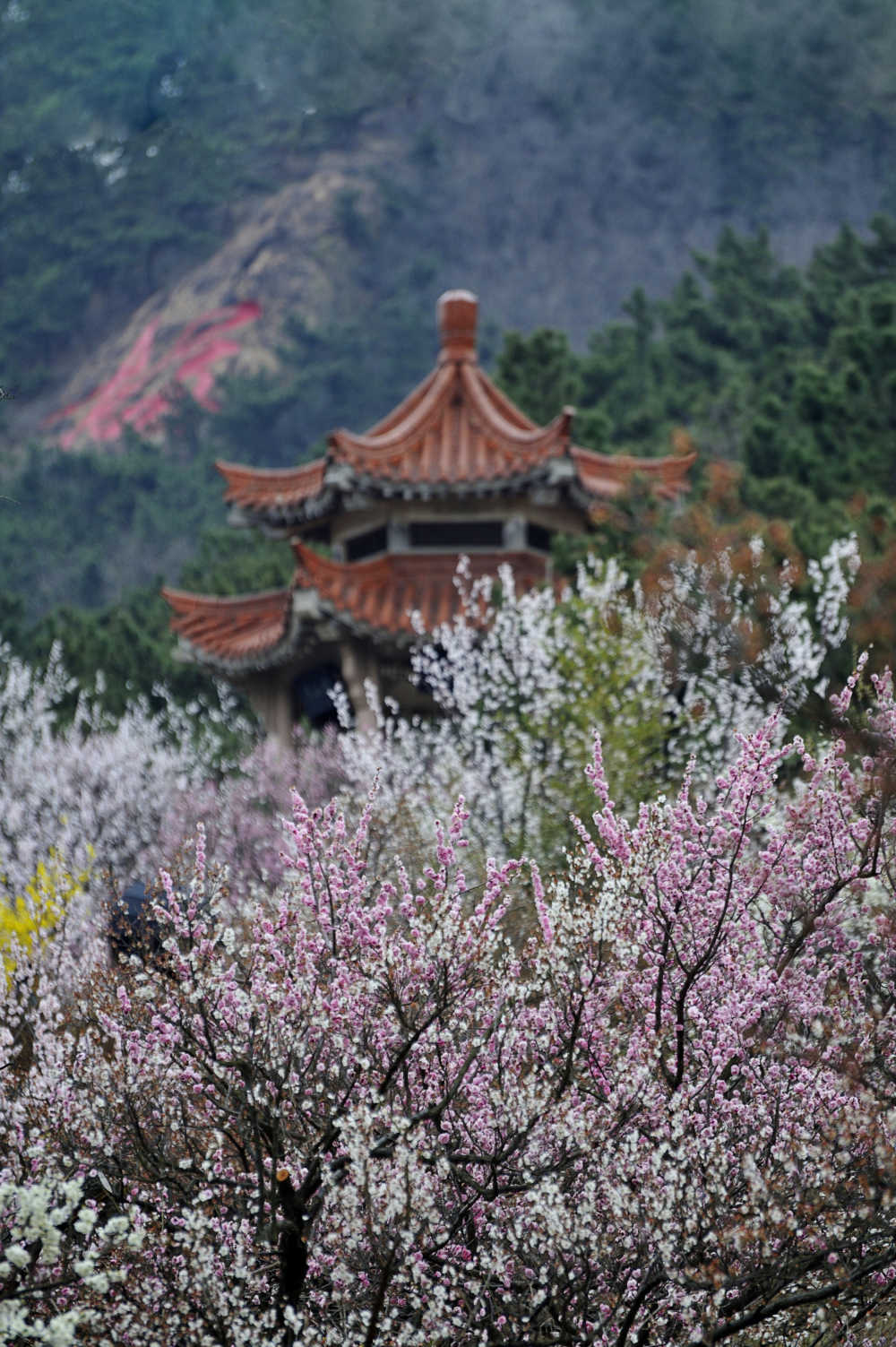 十梅庵春色