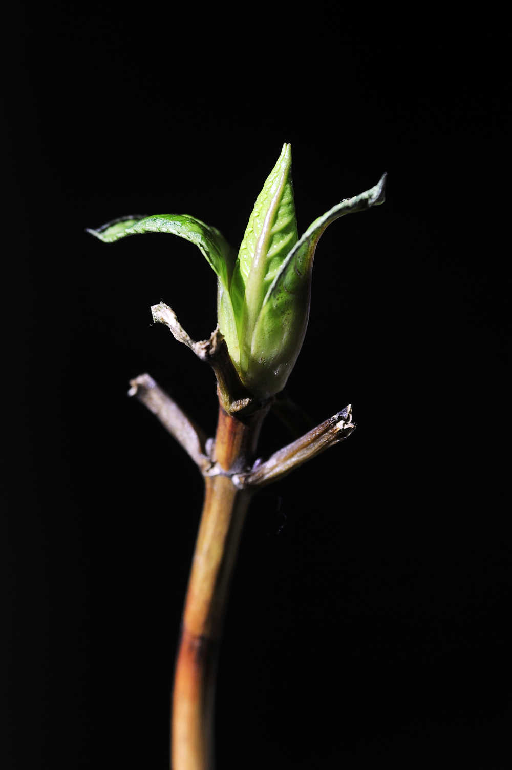 绣球花新芽