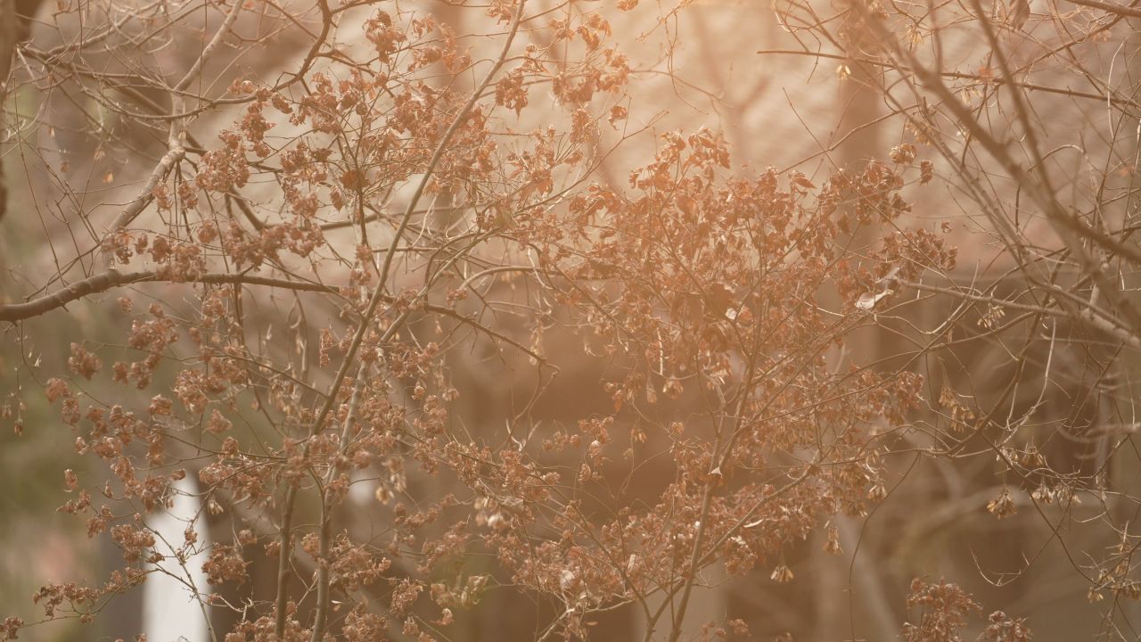 夕阳下的植物耀光