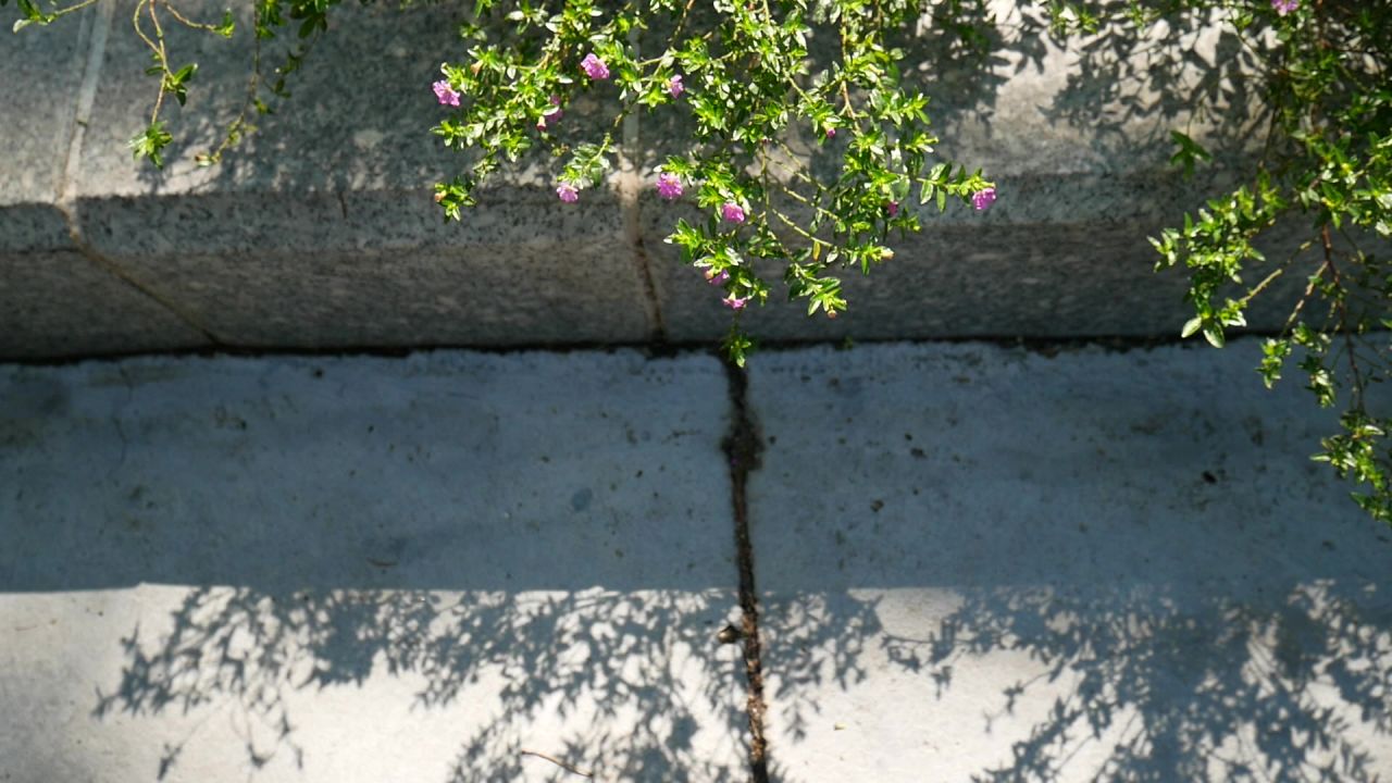 阳光微风萼距花