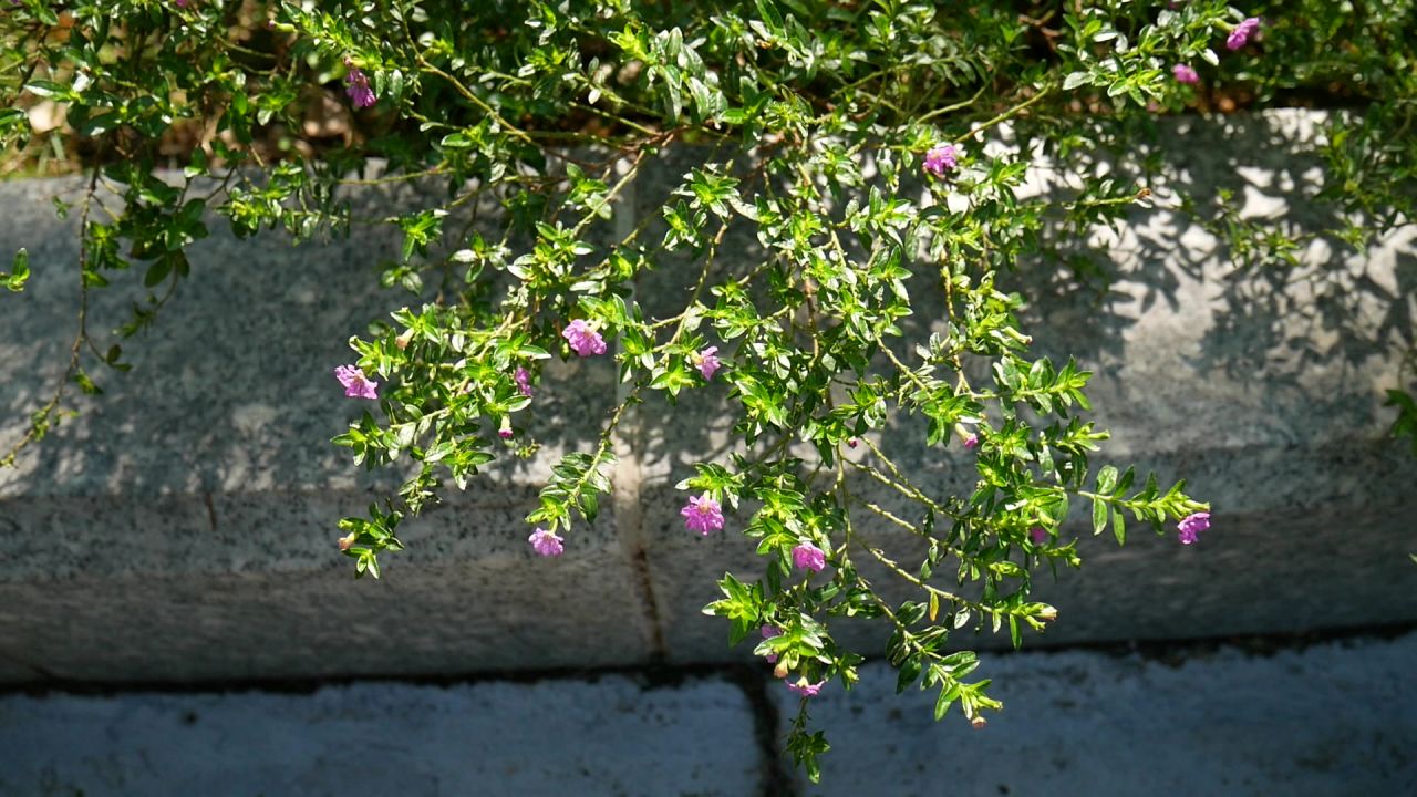 阳光微风粉色萼距花特写