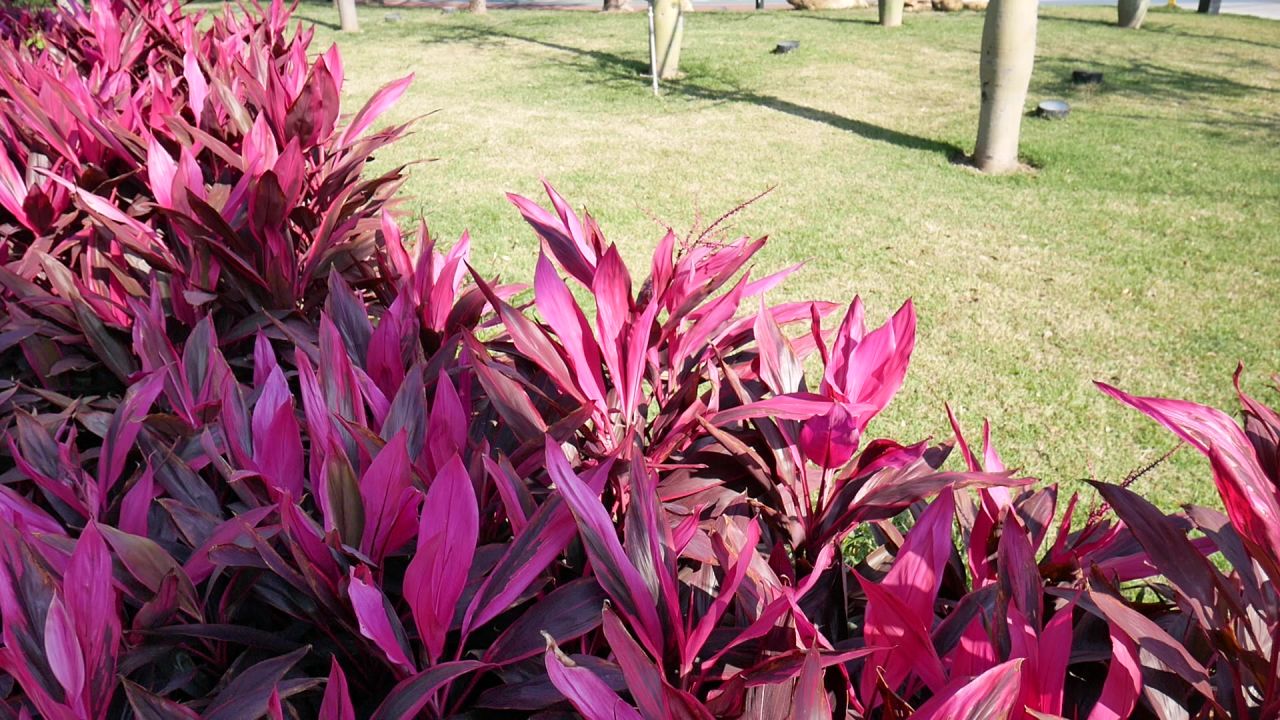公园的朱蕉草地和小树林