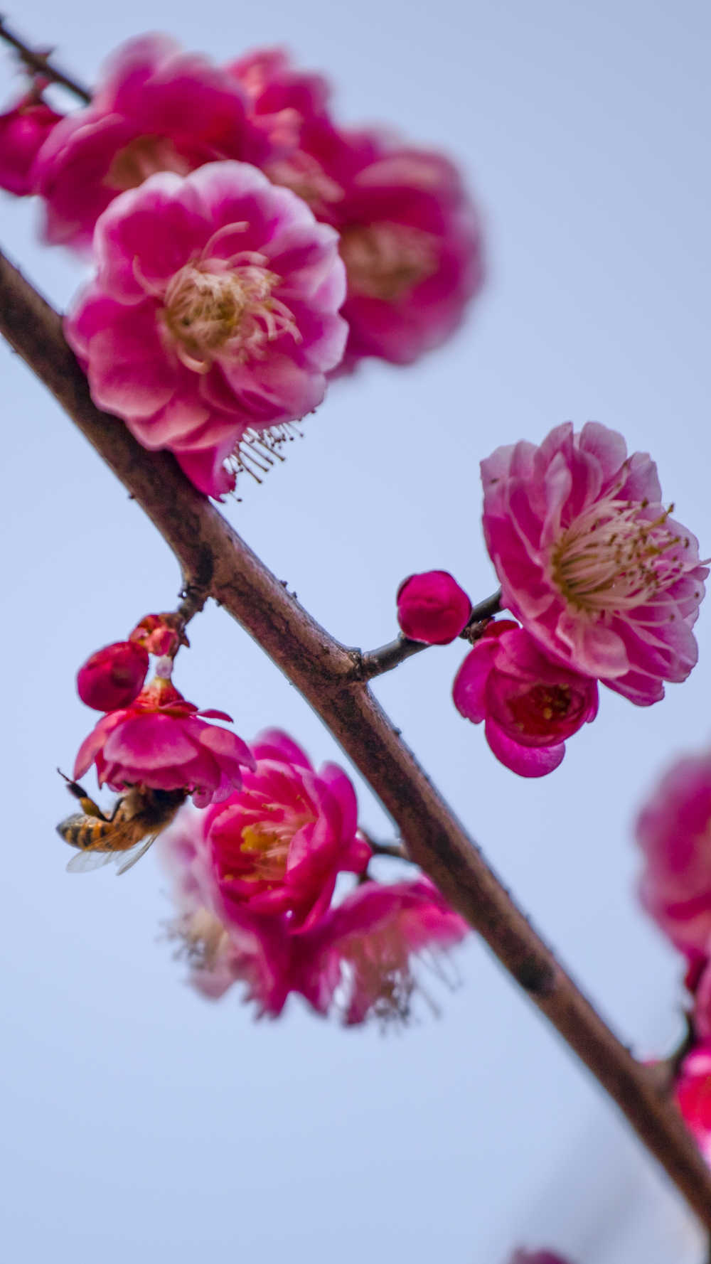 梅花3