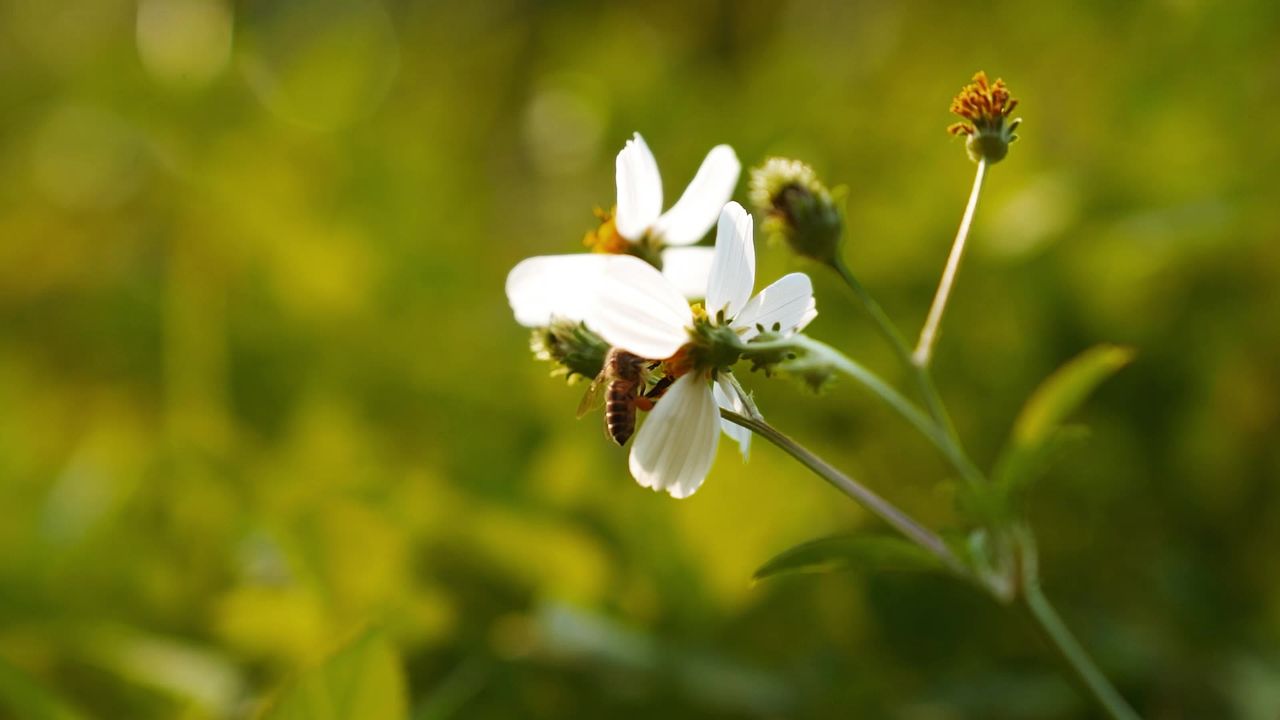 采花蜜蜂