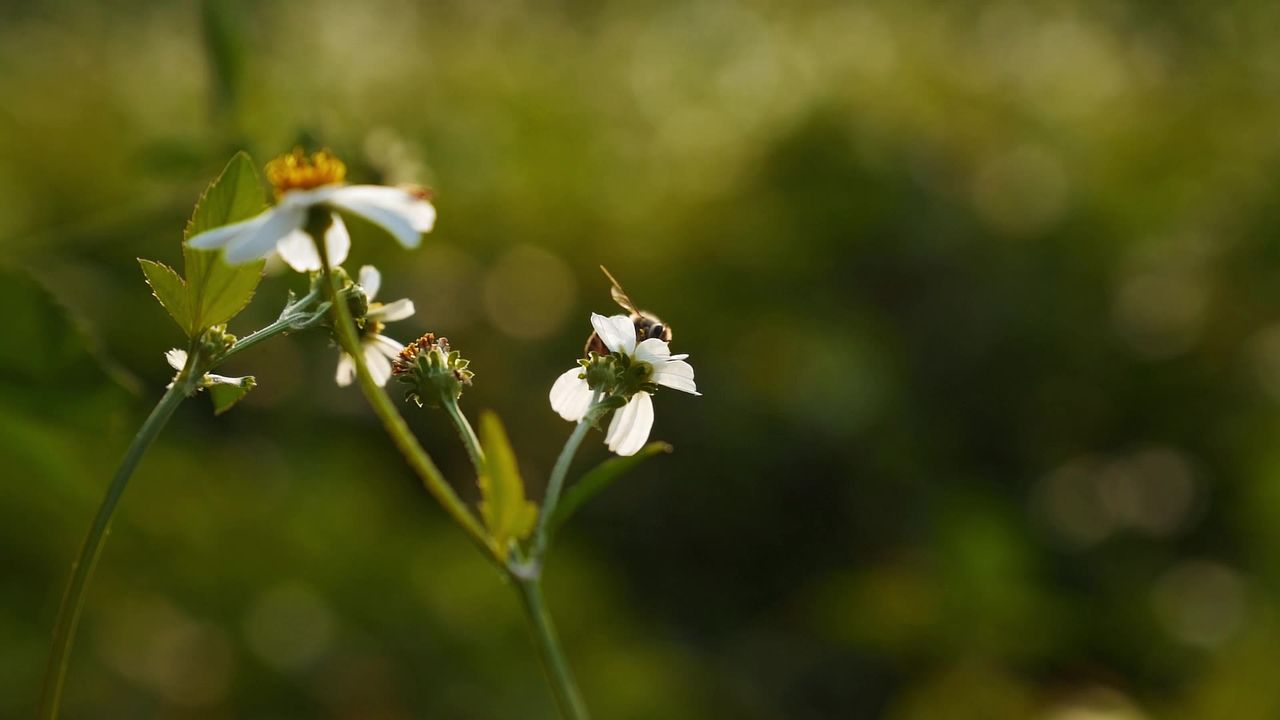 采花的小蜜蜂