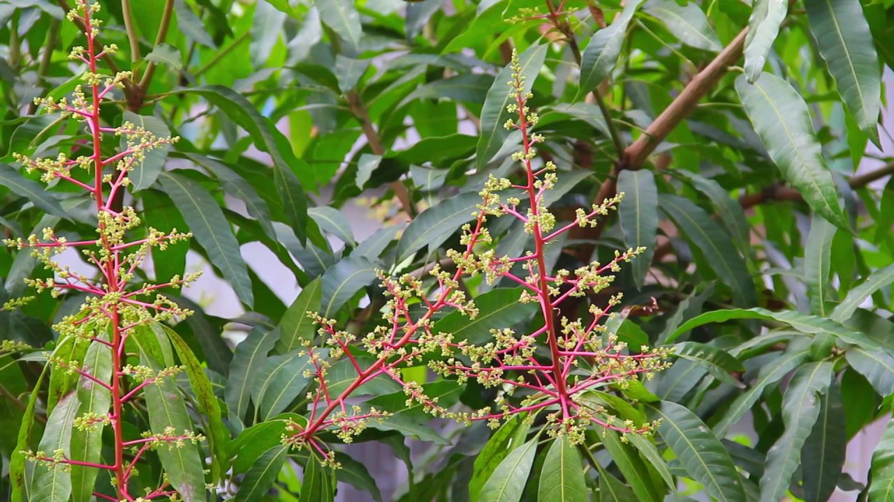 三月芒果花