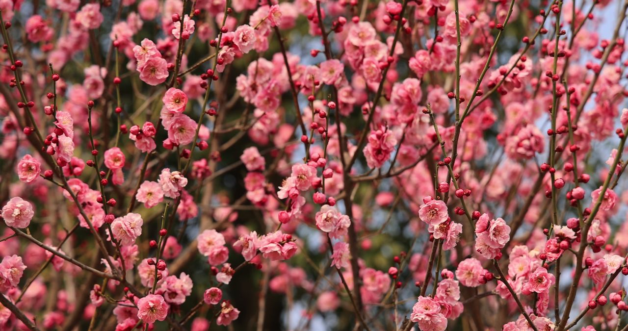 实拍满树梅花