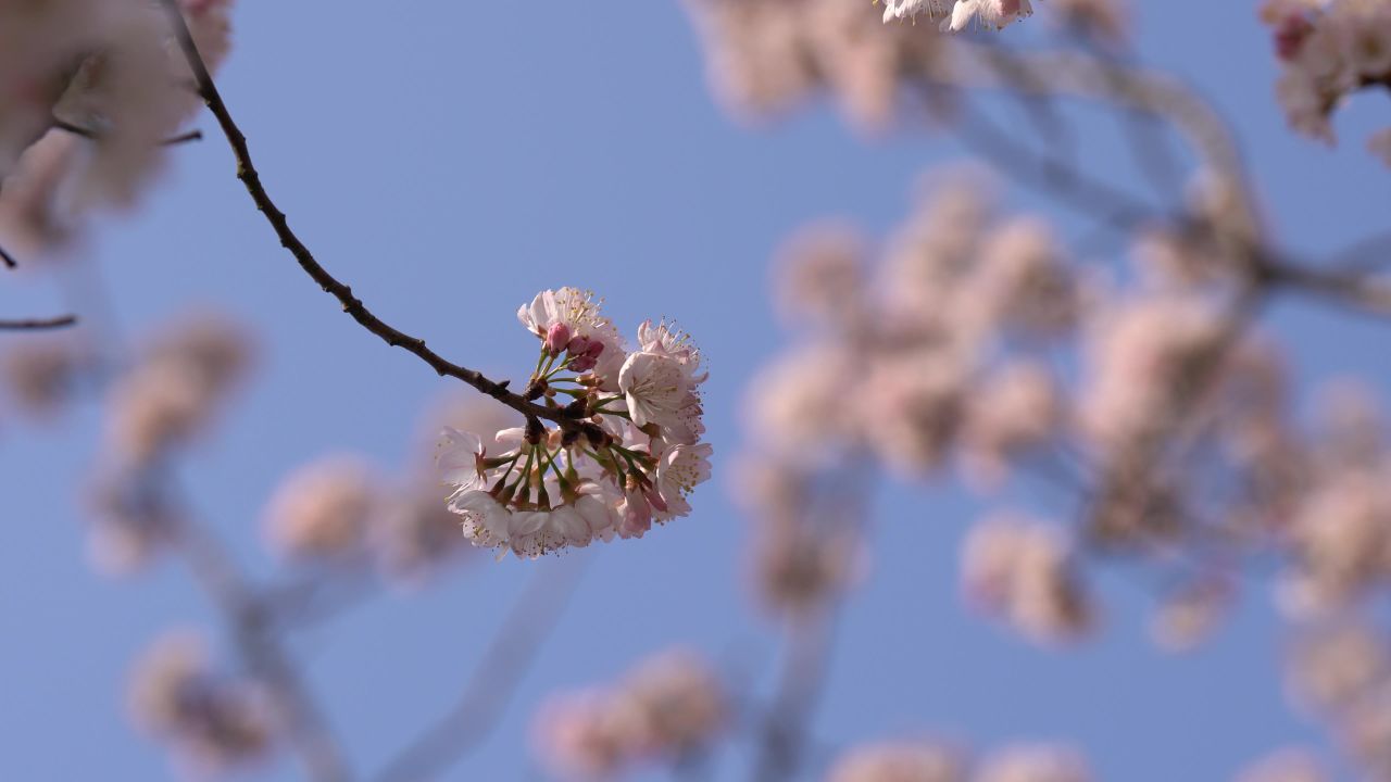 早樱