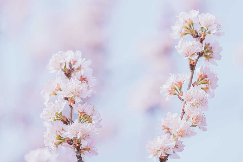 春天的那些花儿