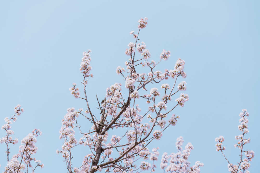 春天的那些花儿
