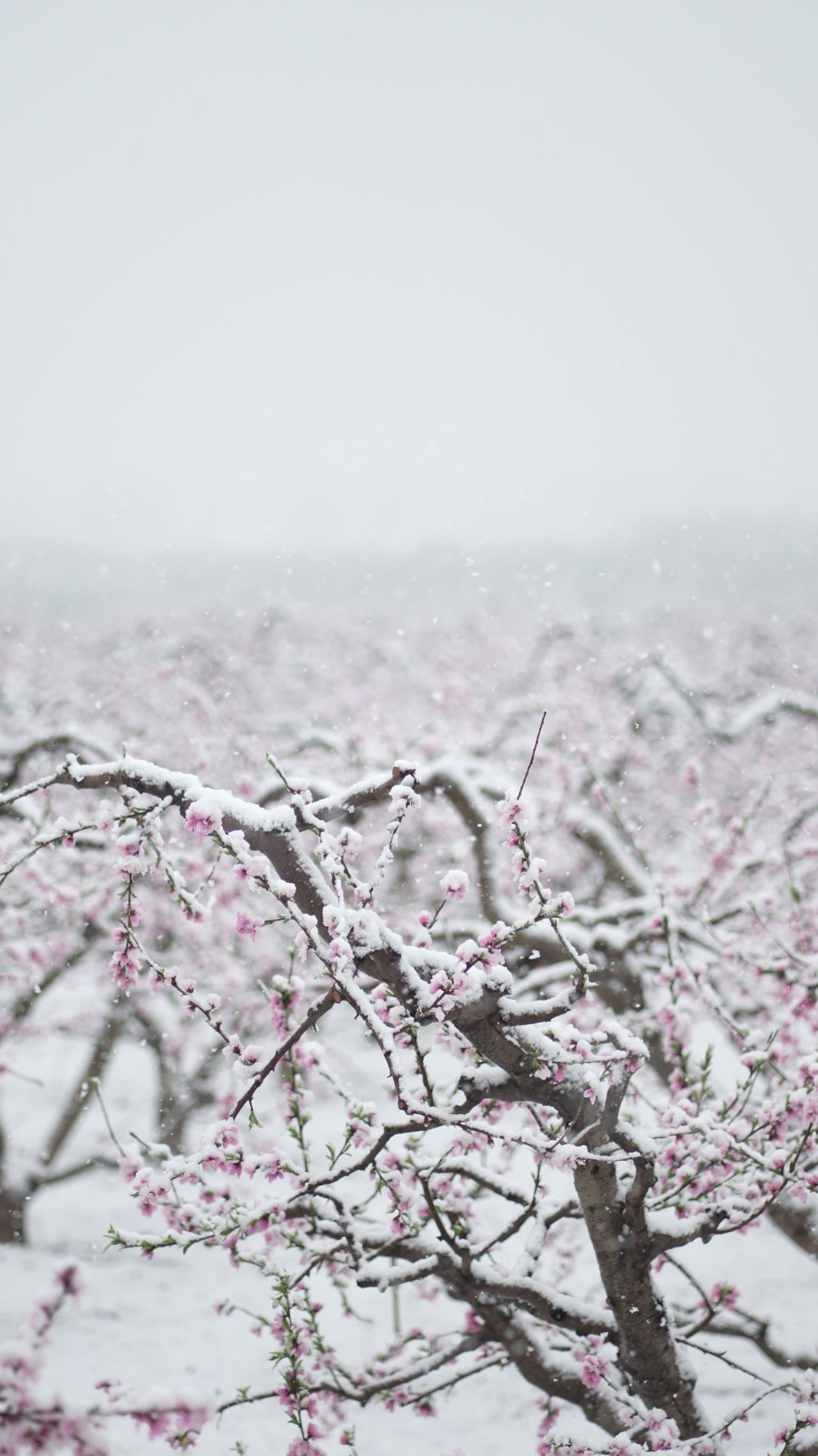 罕见的自然奇观 | 三月桃花雪
