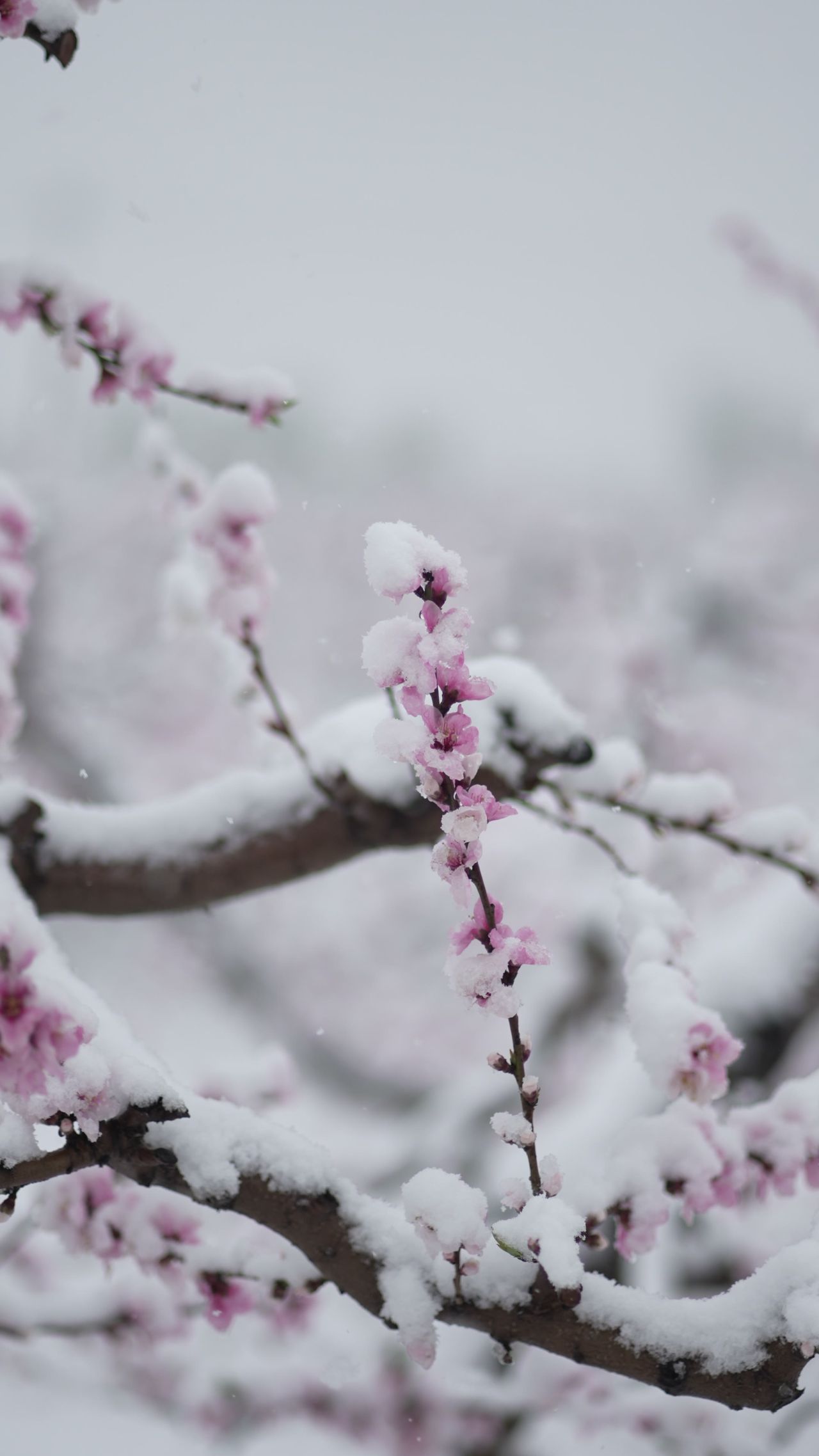 罕见的自然奇观 | 三月桃花雪