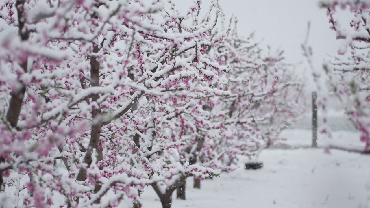罕见的自然奇观 | 三月桃花雪