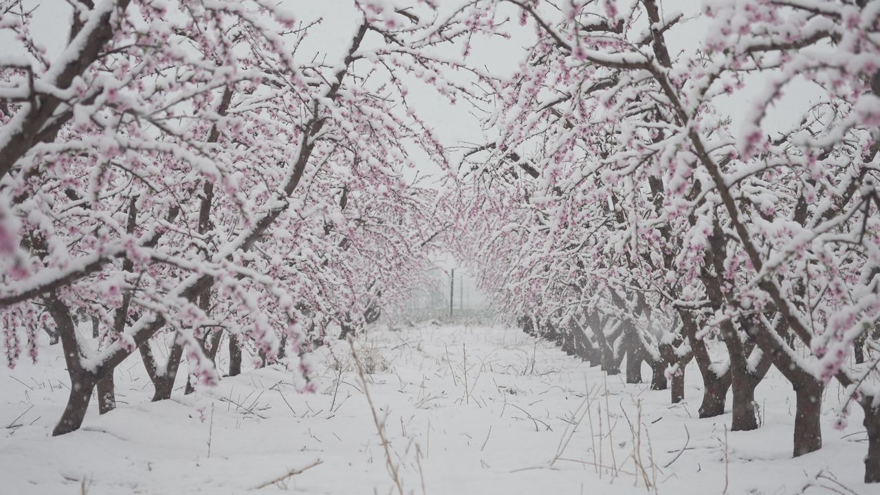 罕见的自然奇观 | 三月桃花雪