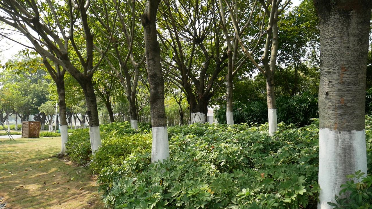 公园的小树林