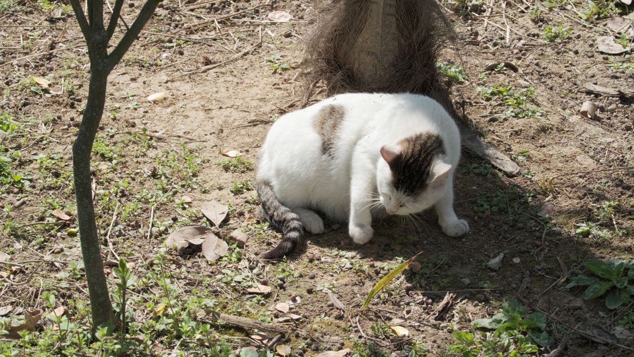 一只猫4K实拍
