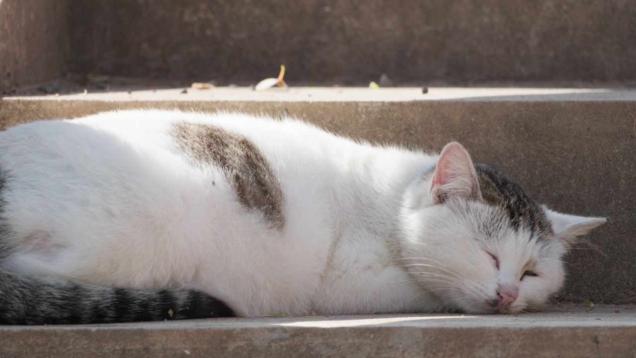 熟睡的猫咪4K实拍