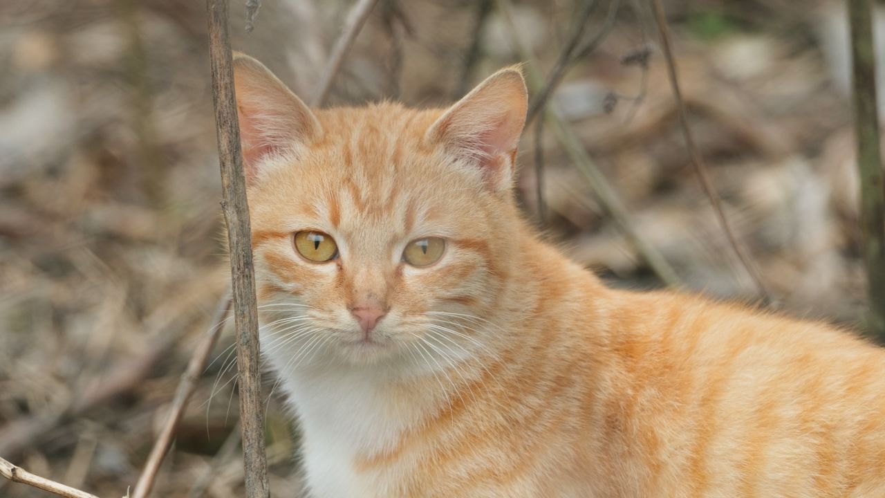 一只橘猫4K实拍