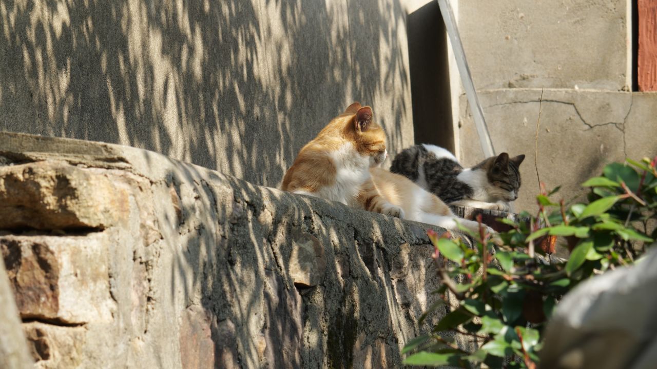 两只猫4K实拍