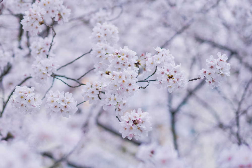 樱花季