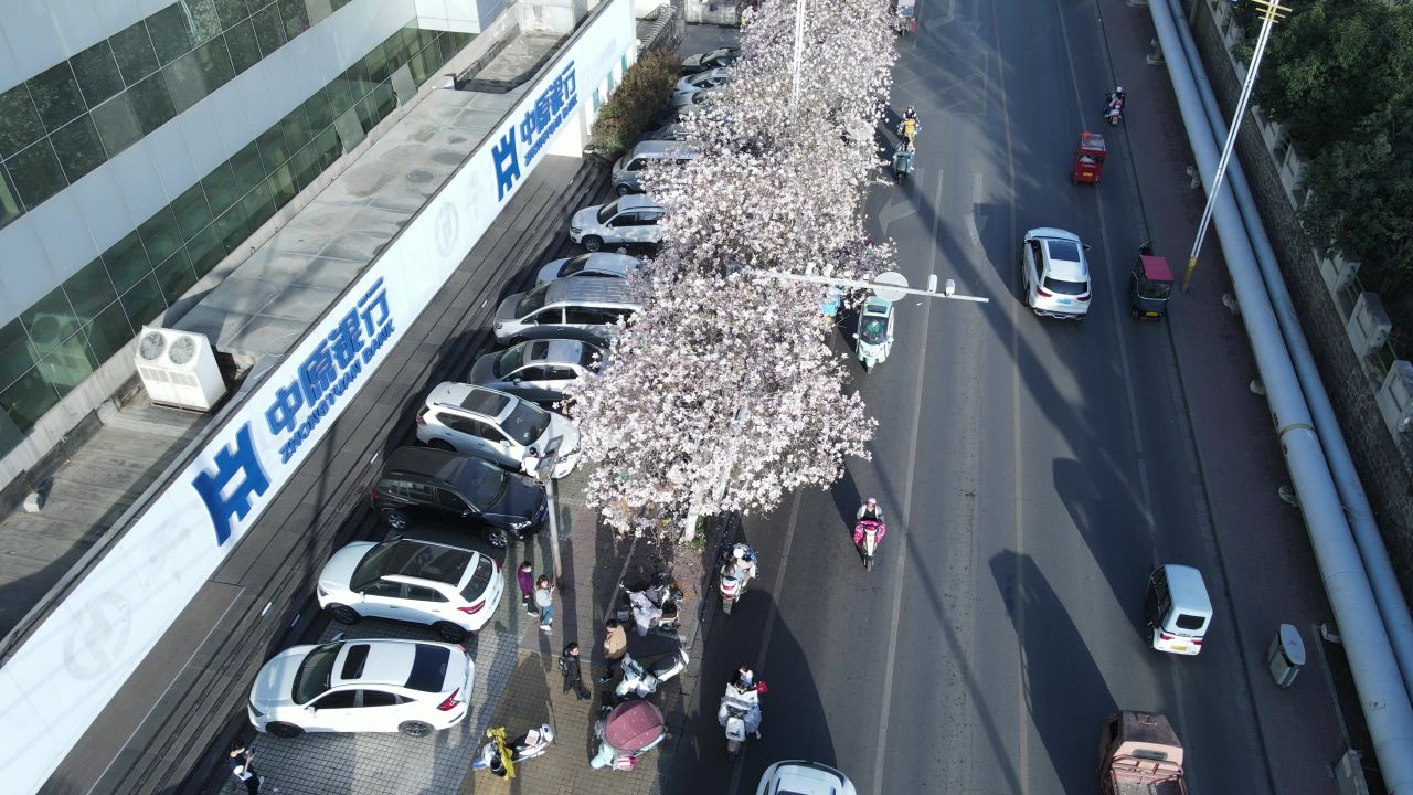 平顶山湛北路玉兰花航拍空镜