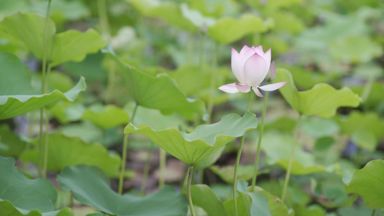 荷