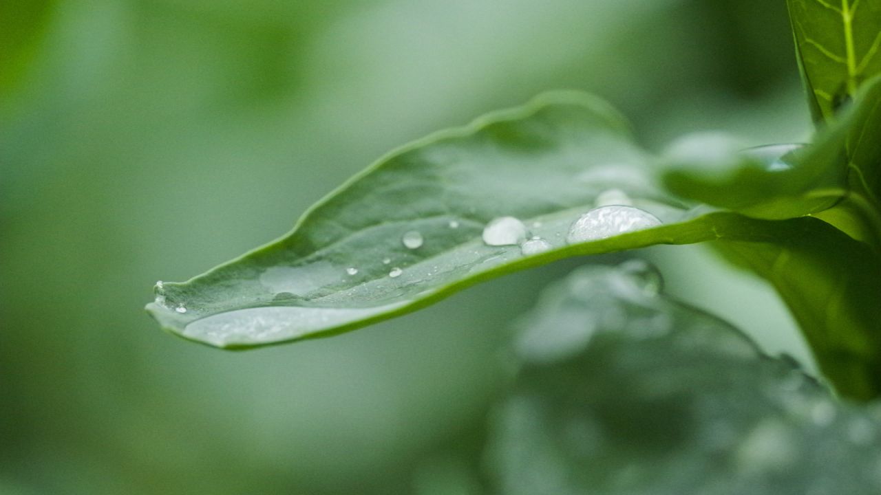 下雨植物上的水珠升格