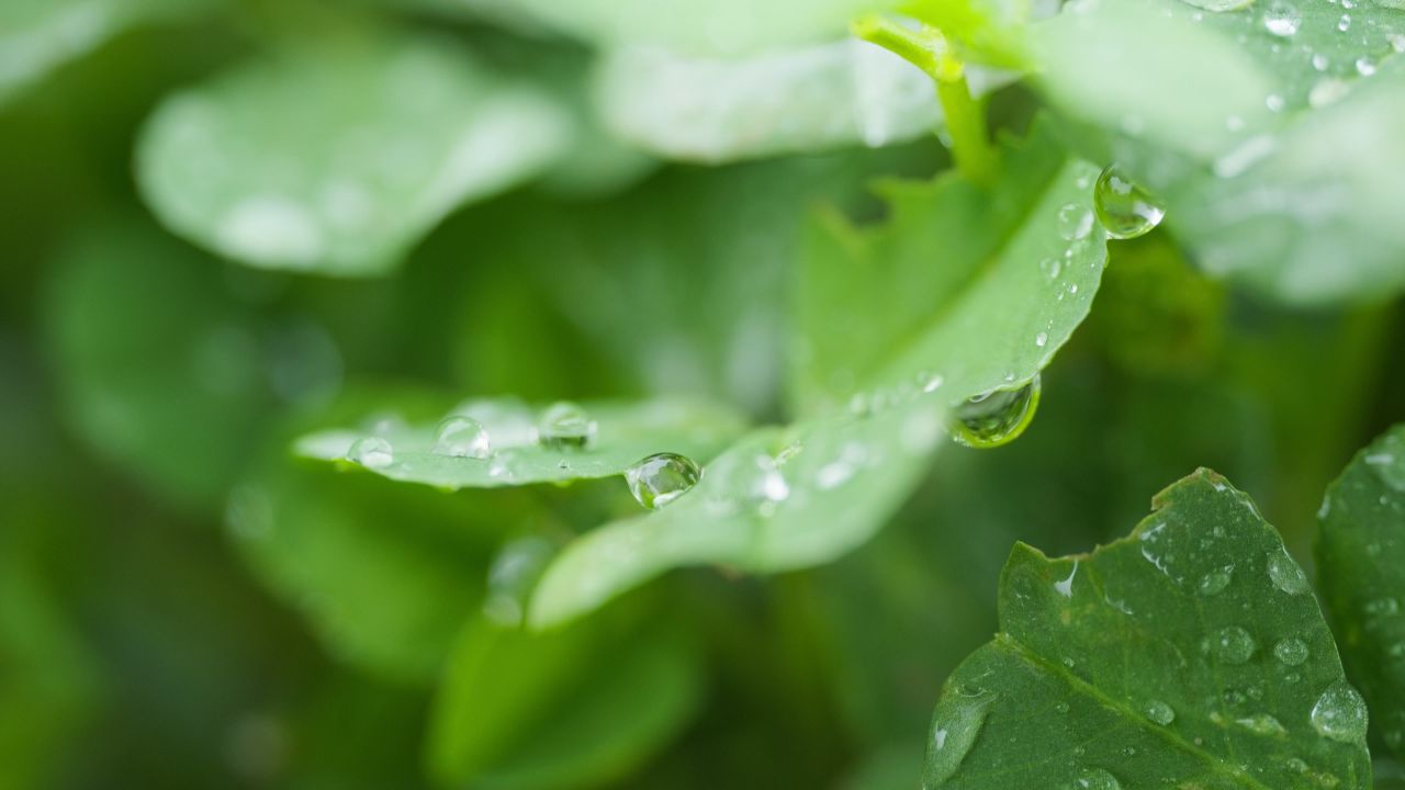 雨水滋润绿植4K实拍