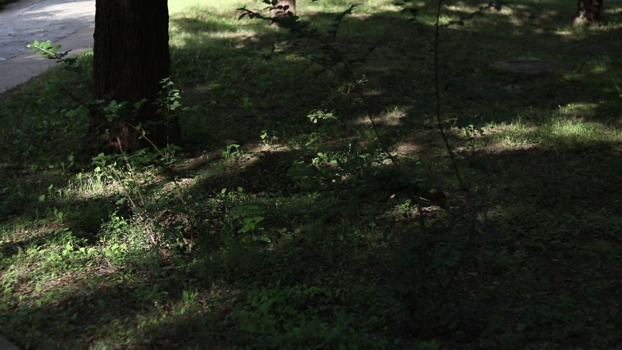 松鼠捡果子