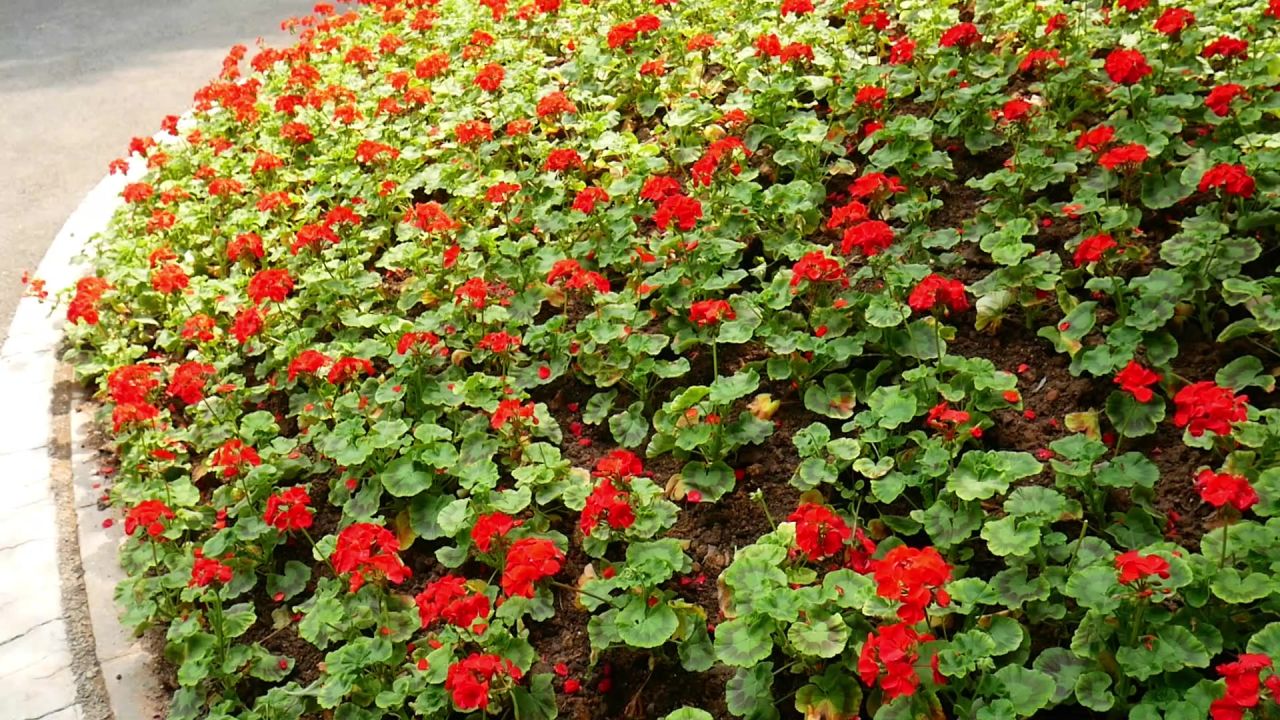天竺葵花地2