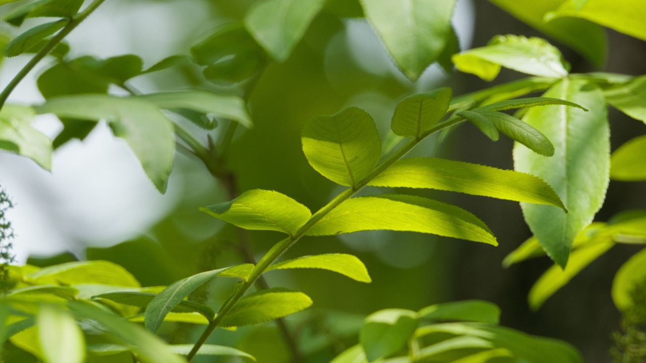 树木绿植自然4K实拍镜头