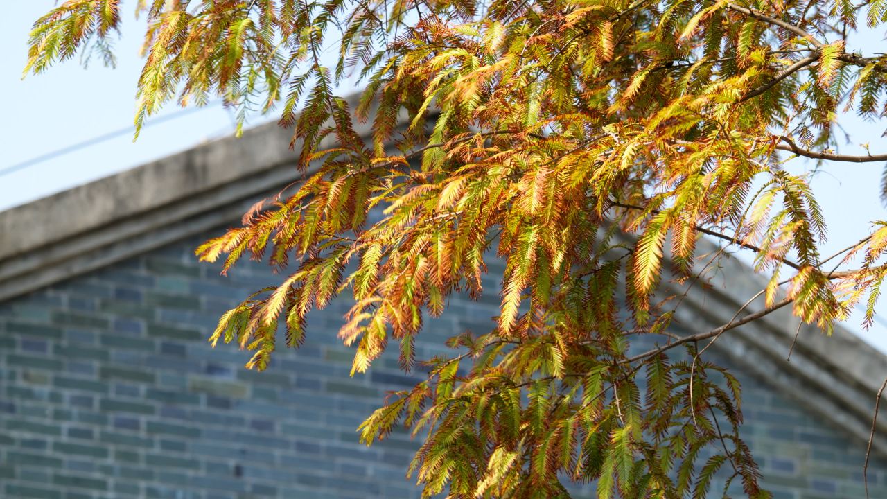 树木绿植自然4K实拍镜头