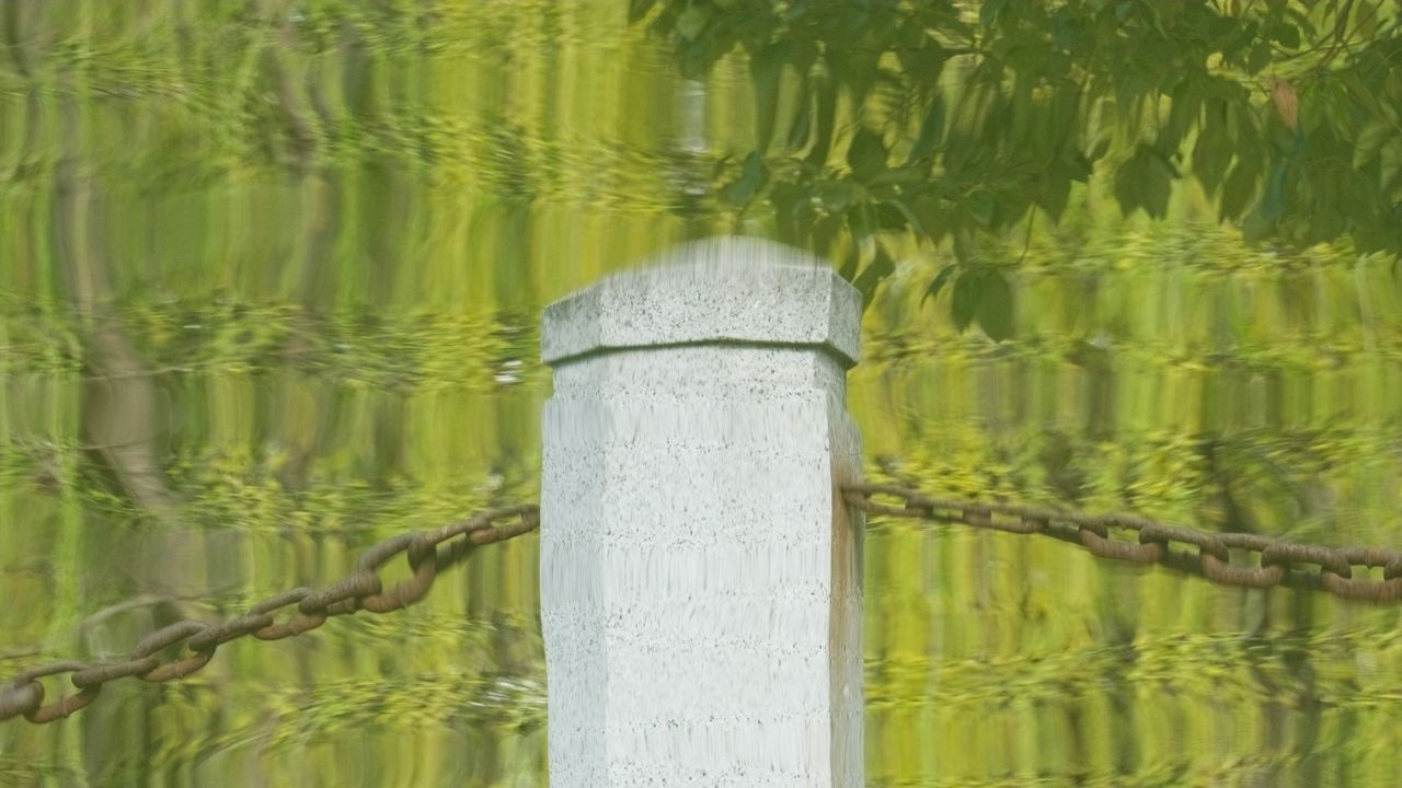 树木绿植自然4K实拍镜头